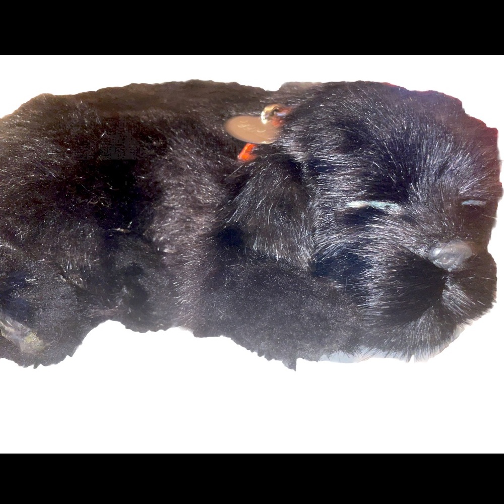 Perfect Petzzz Original Petzzz Black Lab Bundle, Realistic, Lifelike Interactive